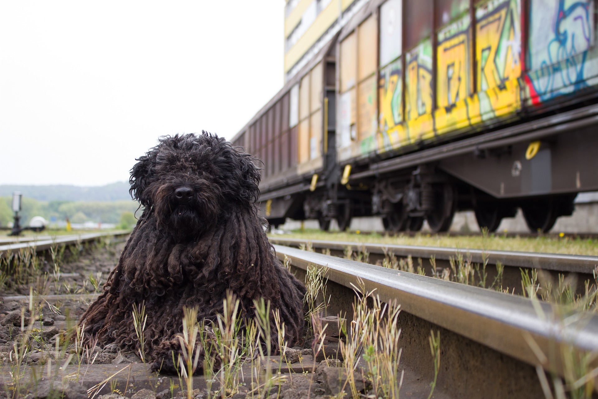 viaggiare in treno con animali
